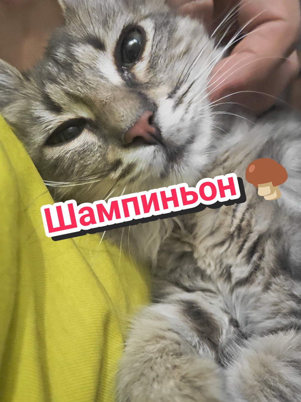 @Баст / Баста / Бася