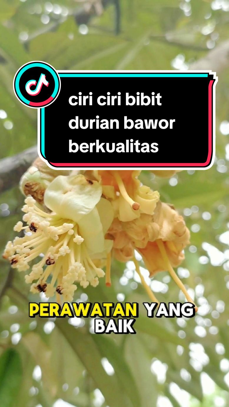 @RATU BIBIT