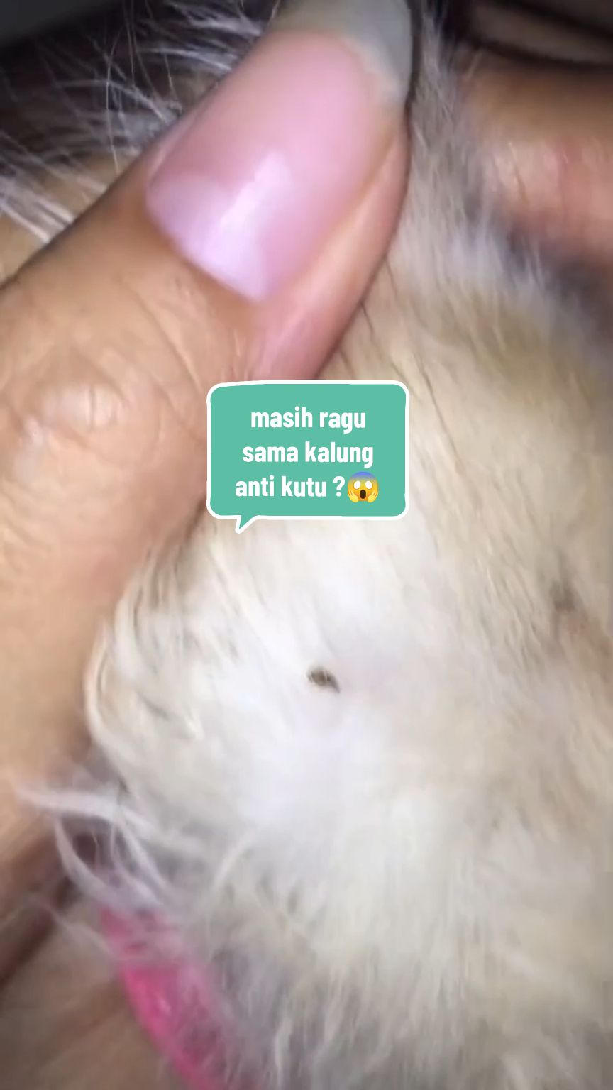 @Rich.id Petshop