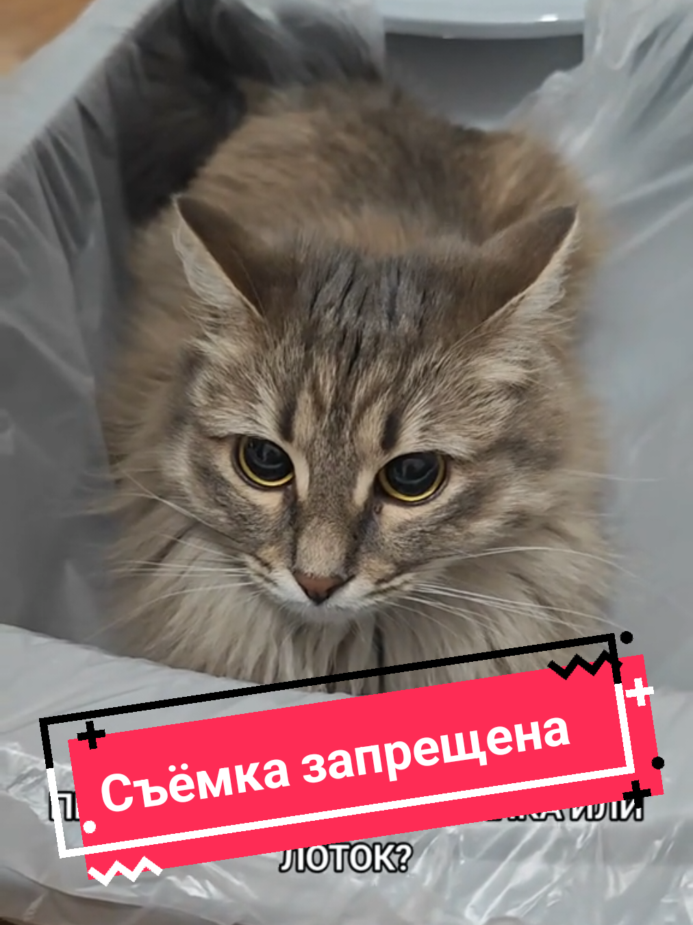 @Баст / Баста / Бася