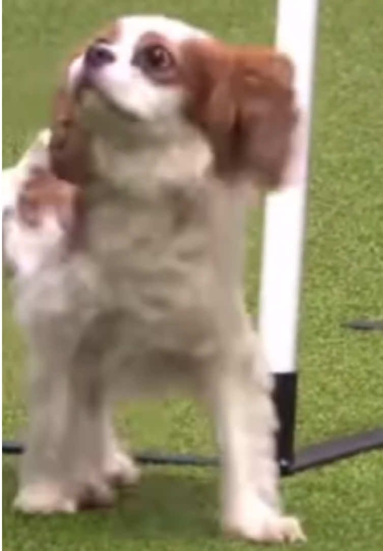 @dogsagaz