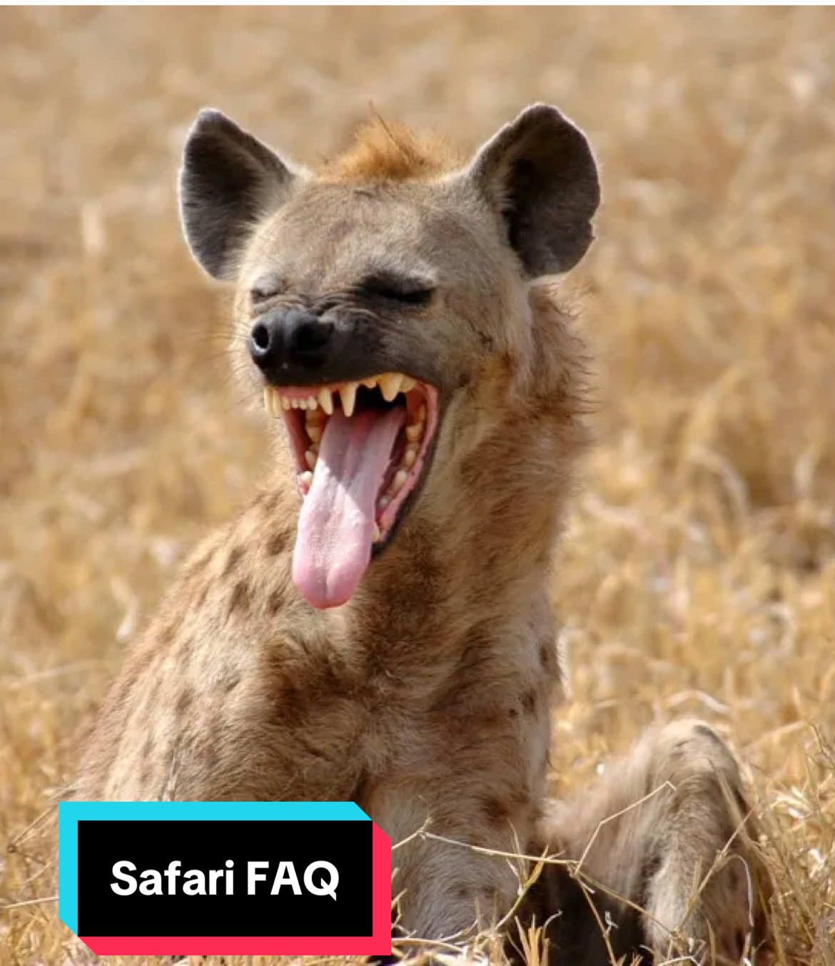 @Tanzania Safari Experience