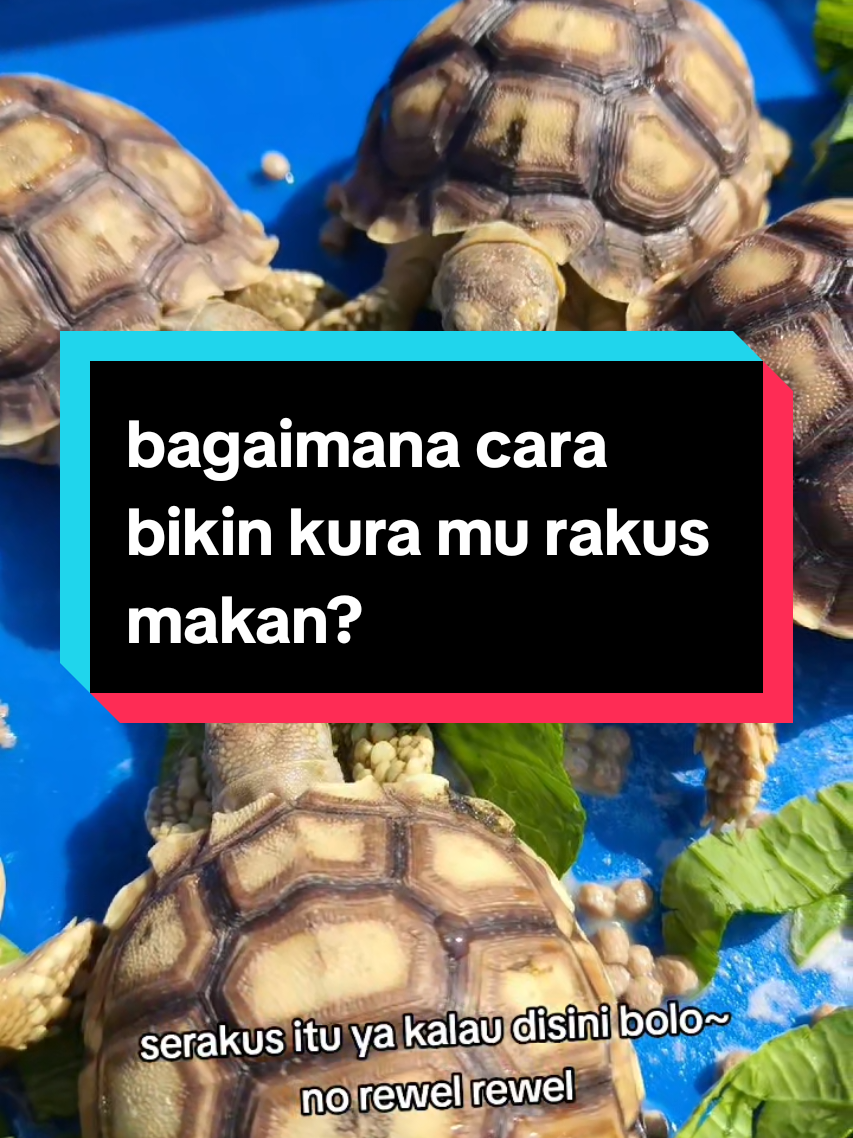 @ElimTorto