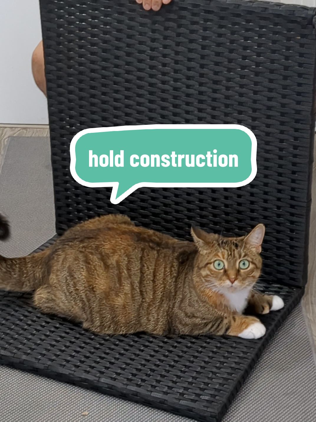 @Miss Mia the Tabby Cat