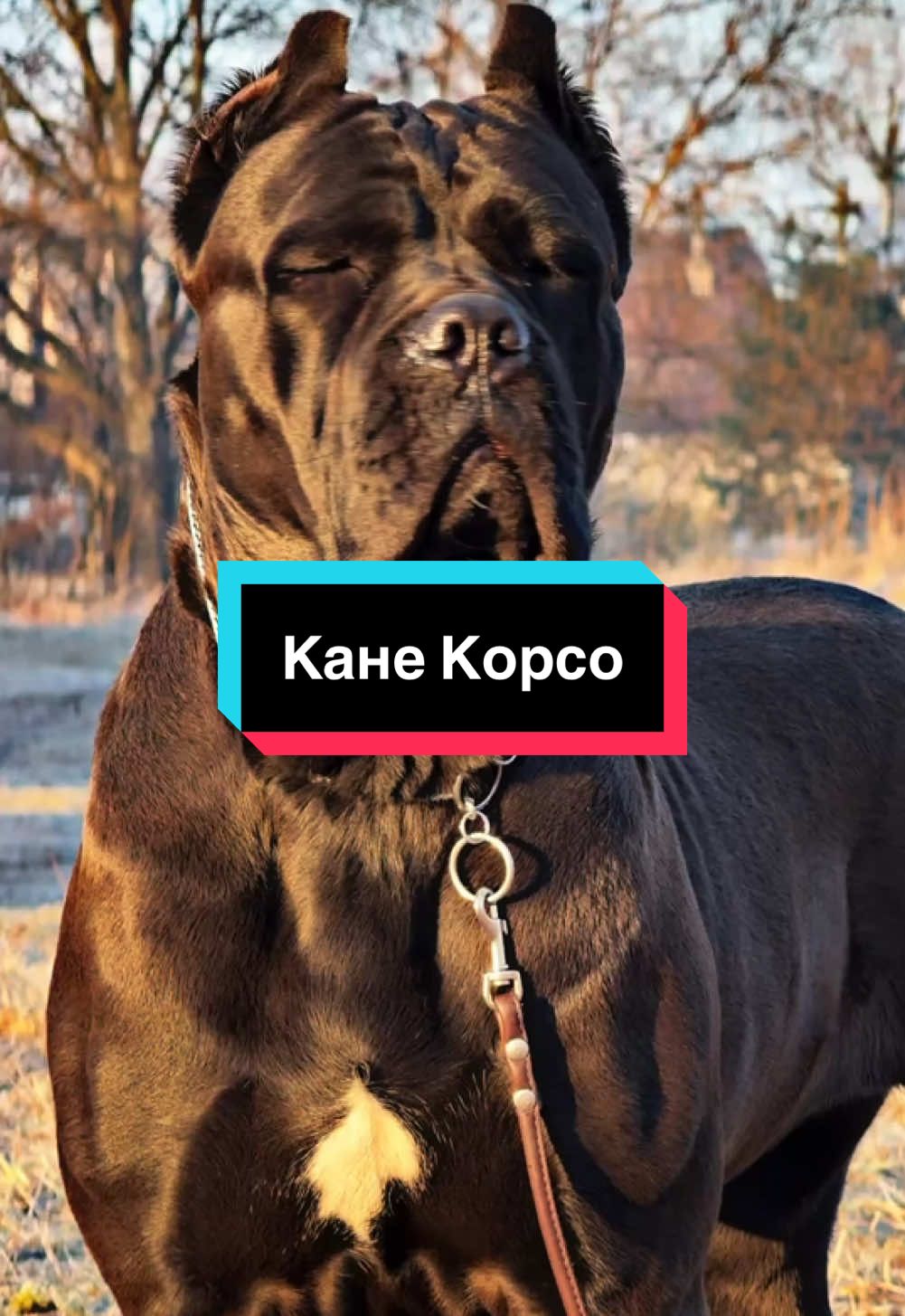@Кане Корсо