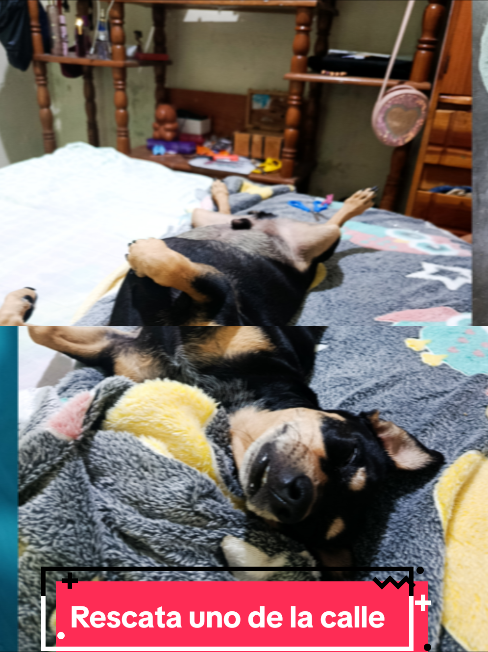 @ayudando perritos