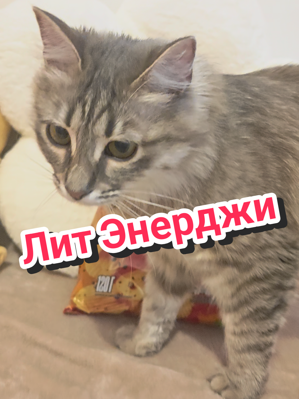 @Баст / Баста / Бася