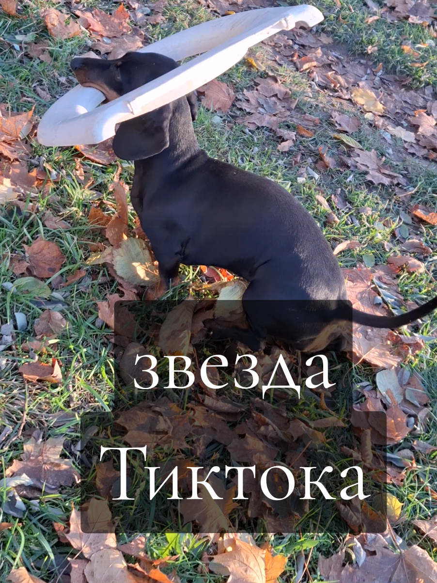 @ШПУЛЬКА. Весёлая такса!