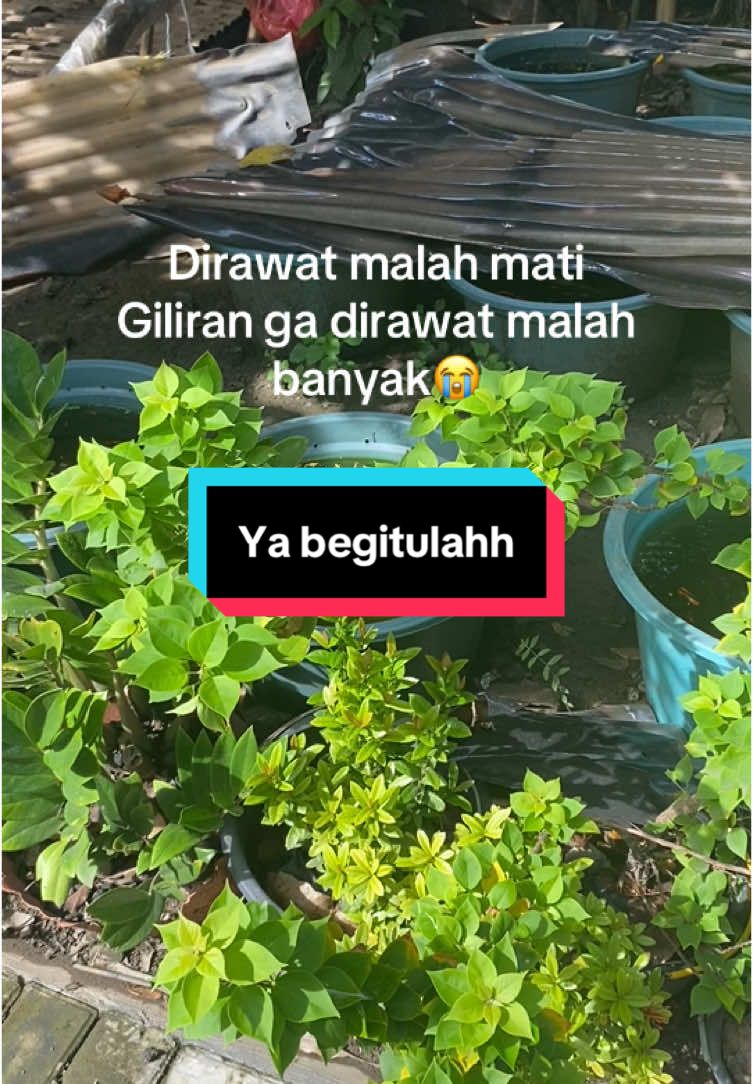 @Astra D'guppy