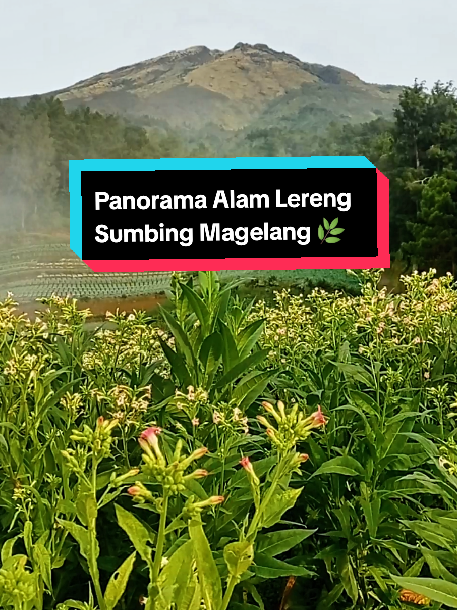 @mlampah2_57