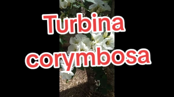 @Plantas