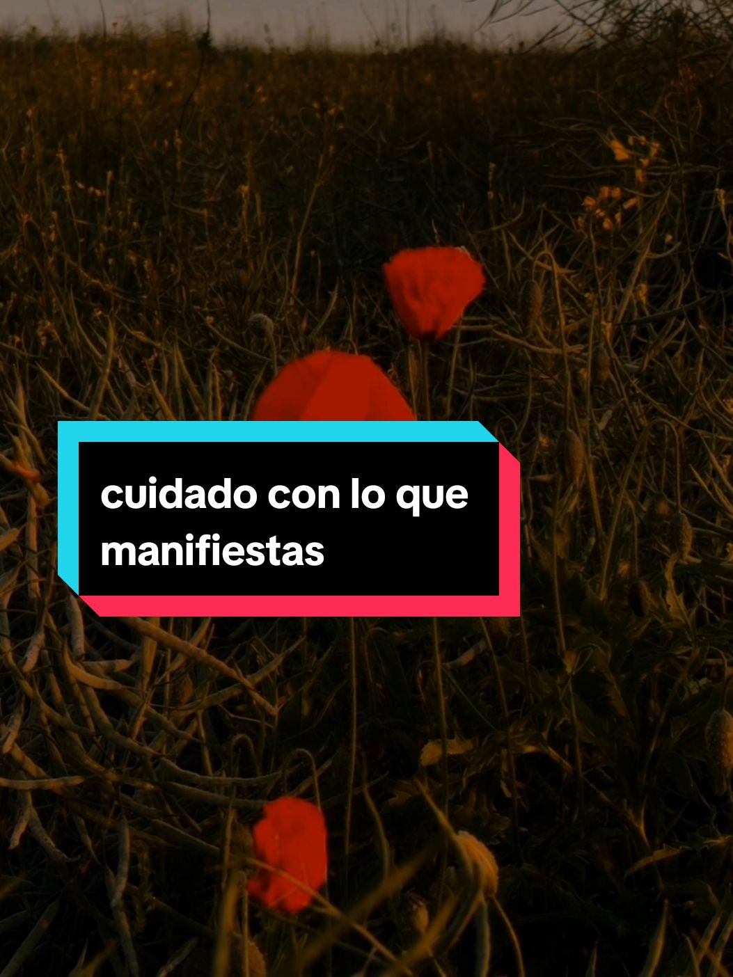 @vidamanifiesto