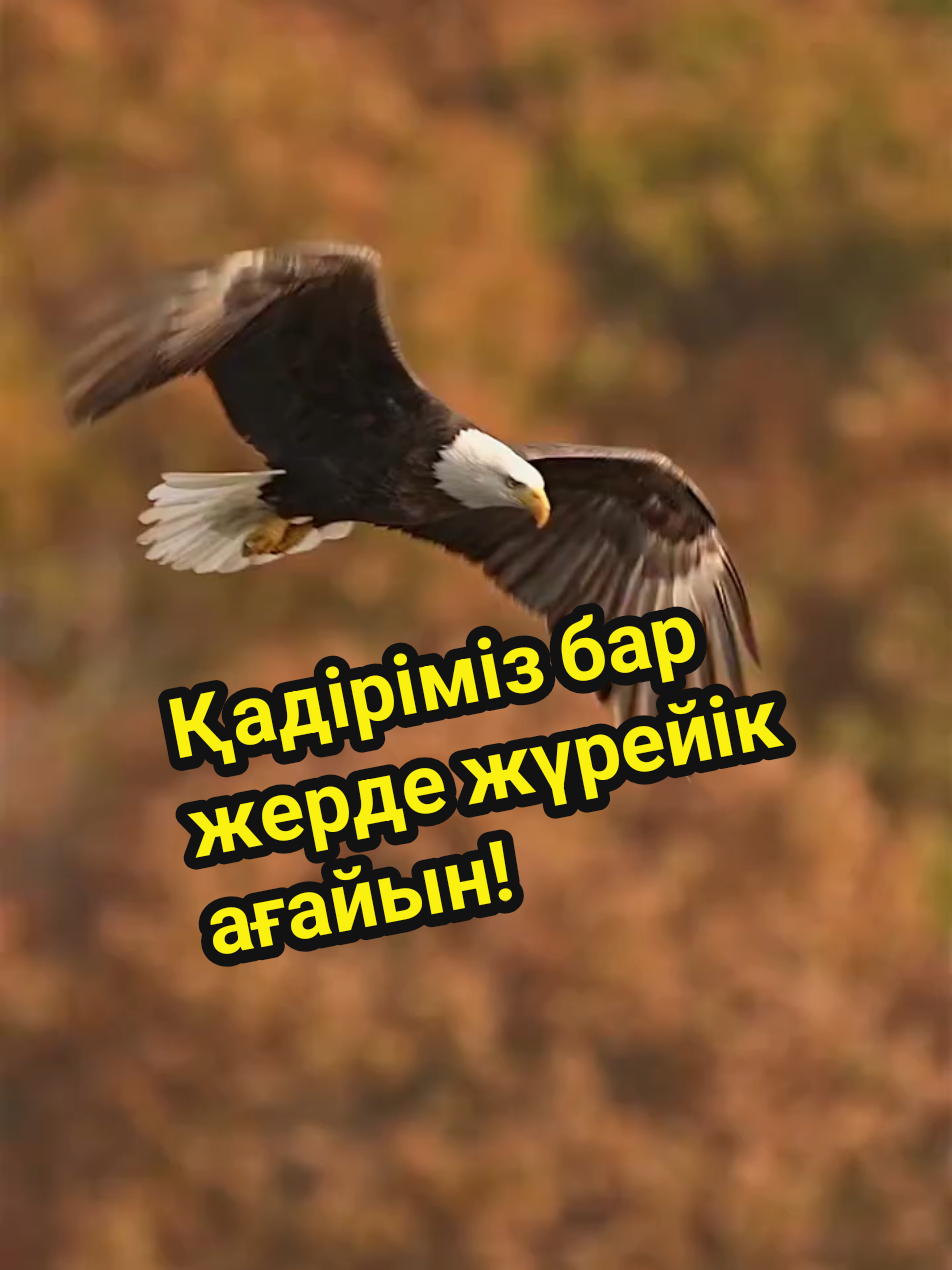 @Токай Бибигул