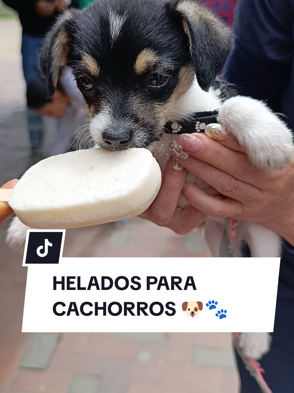 @Doggy Cream