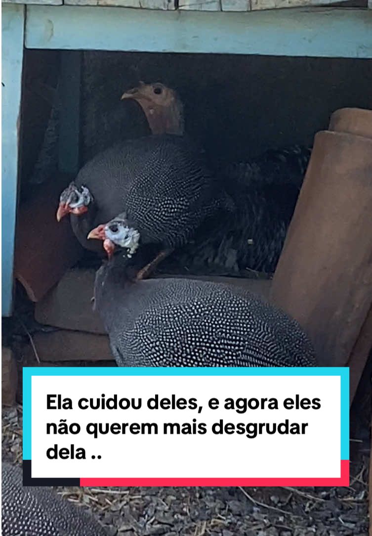 @Fernando Luiz