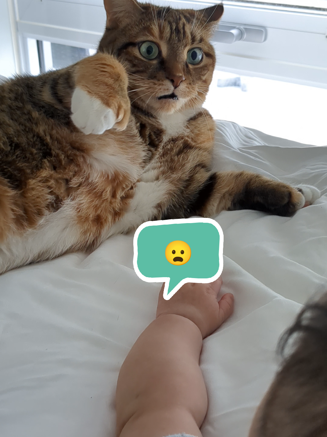 @Miss Mia the Tabby Cat