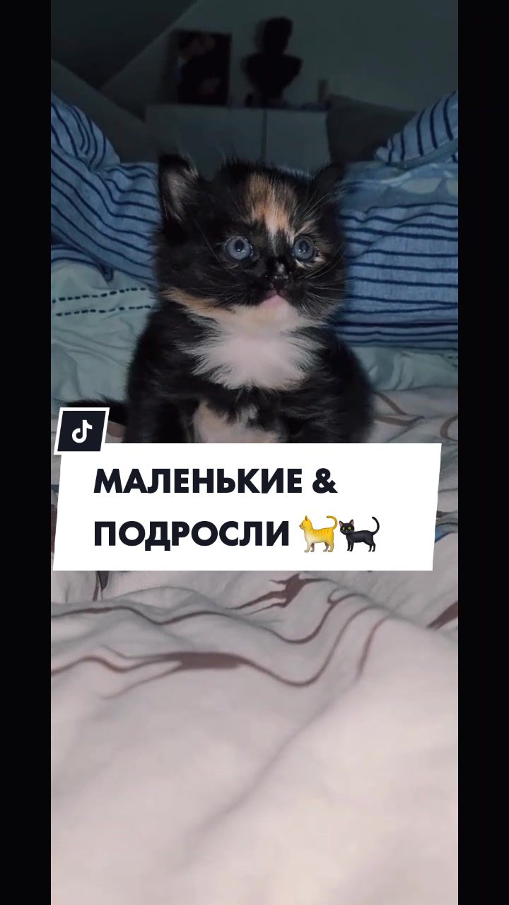 @GlaMurka🐈