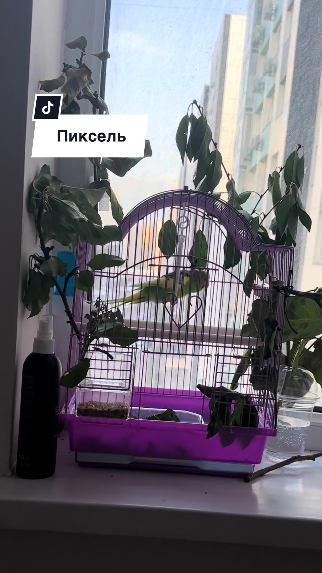@Культ пушистого равновесия