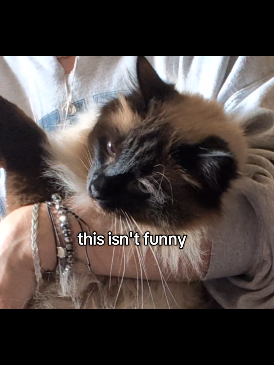 @meowdy