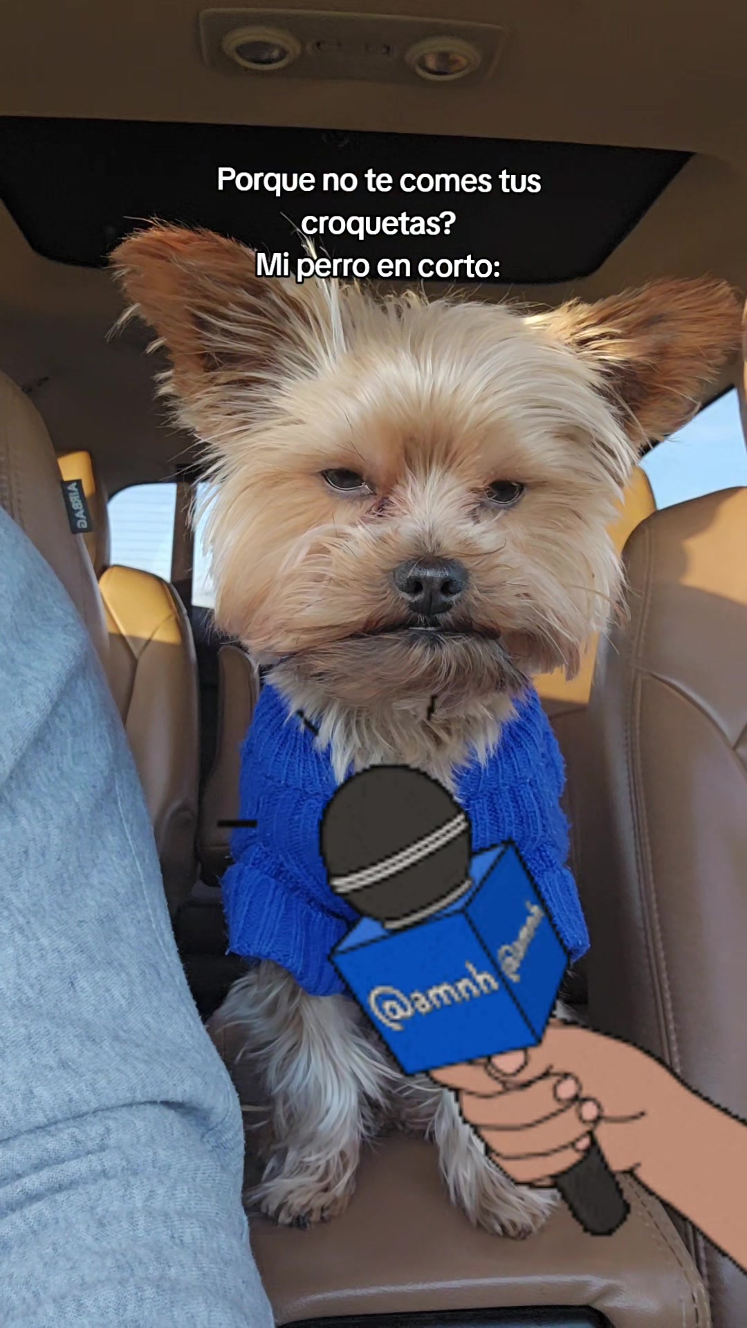 @Blacky The Yorkie
