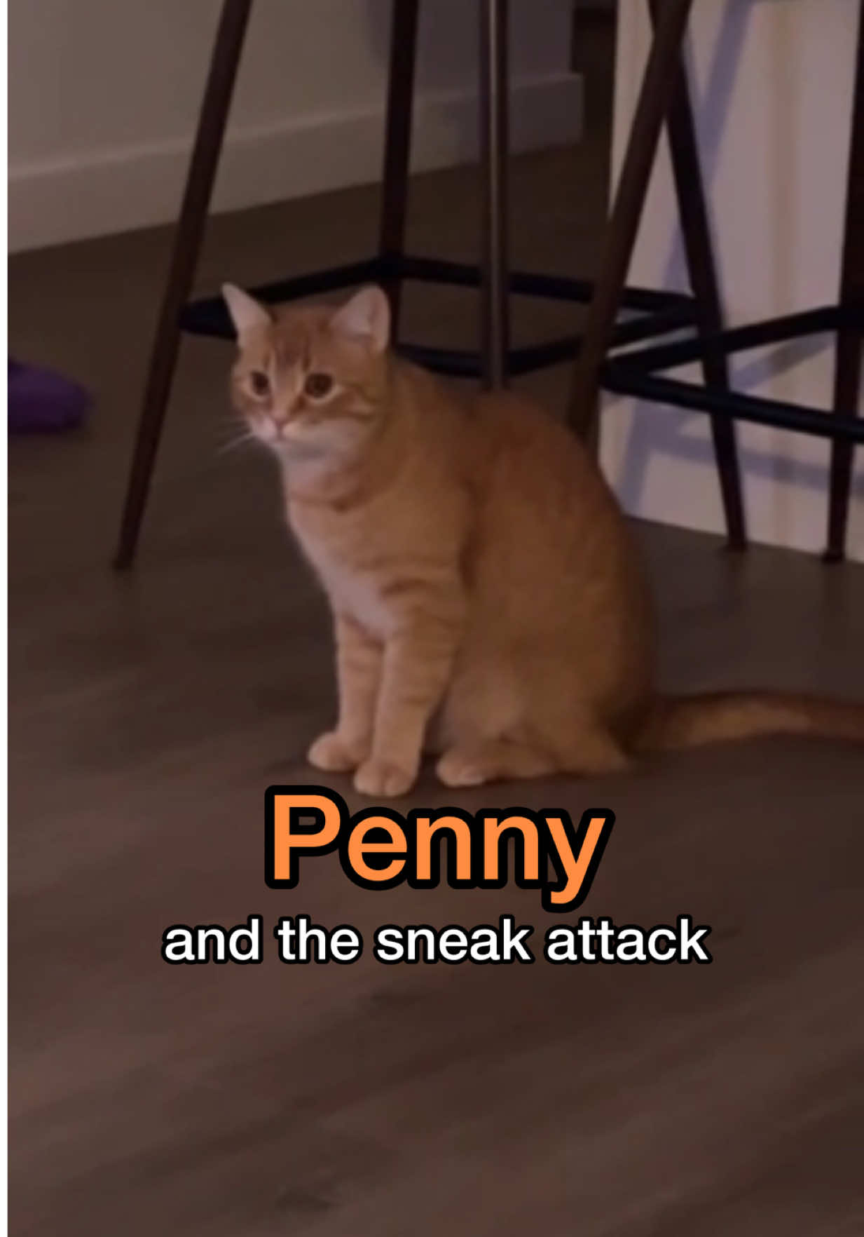 @Penny 🐱