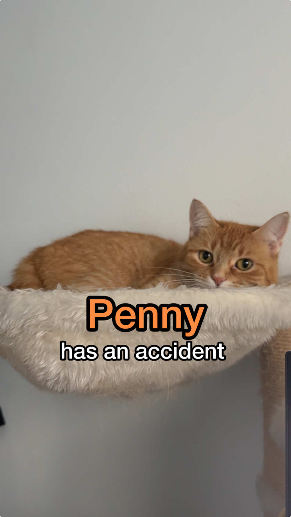 @Penny 🐱