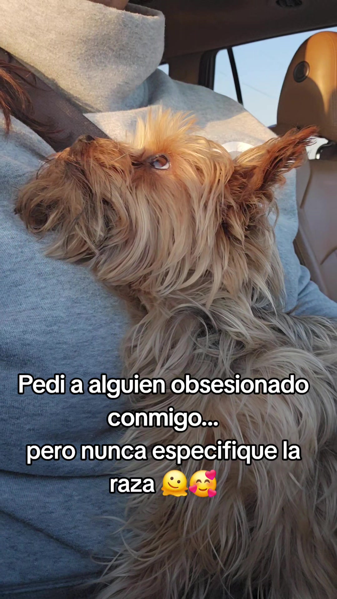 @Blacky The Yorkie