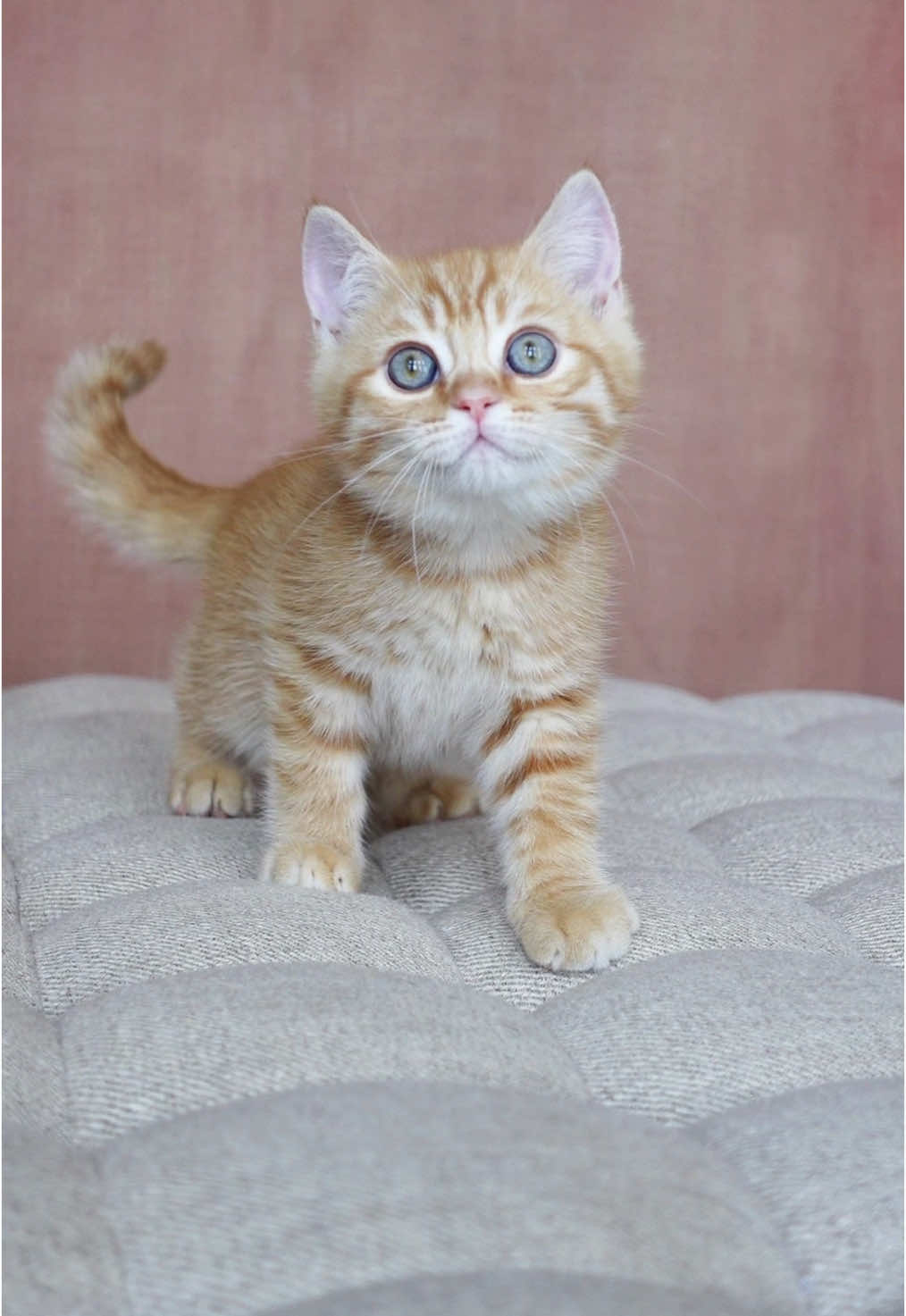 @Golden Whiskers Cattery