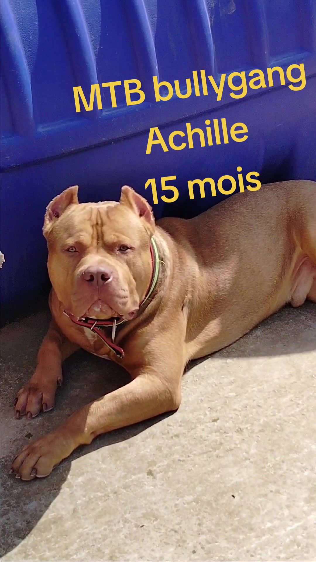 @bully xl dz 🇩🇿🦍