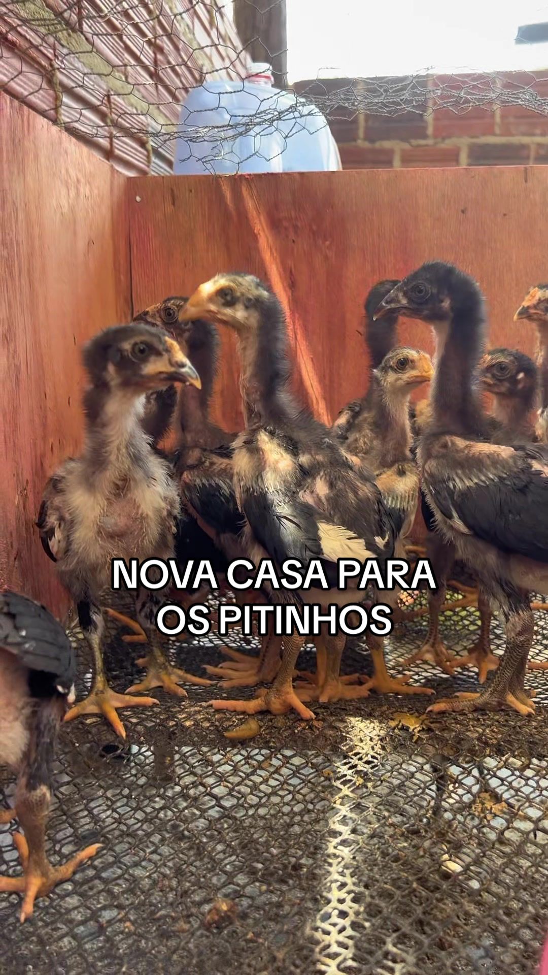 @souza