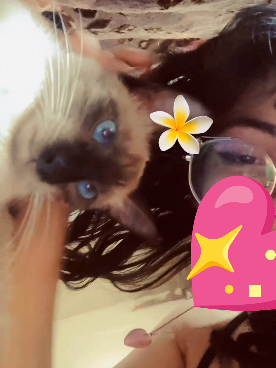 @Lily Kitty