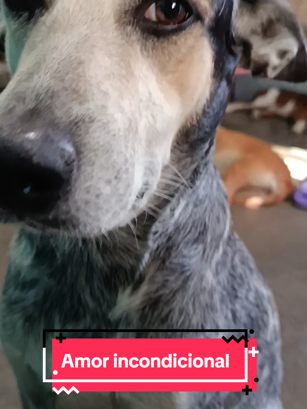 @ayudando perritos