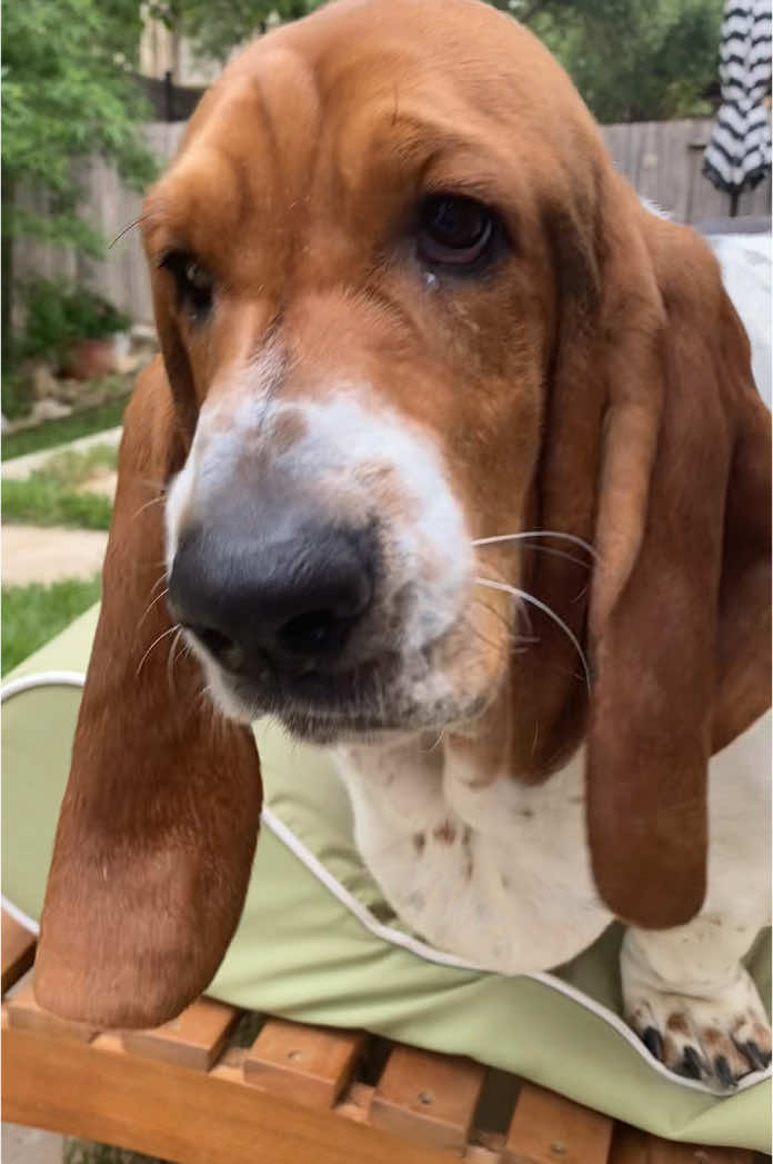 @baudelairethebasset
