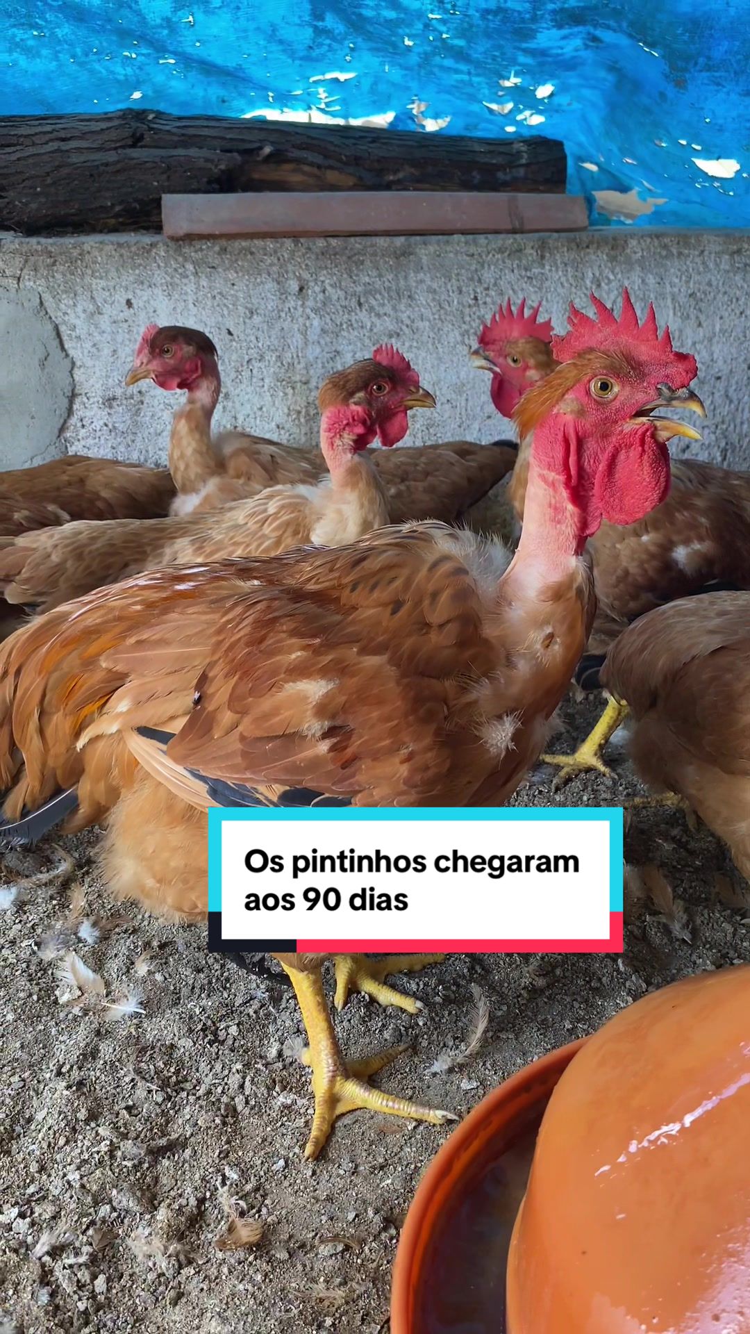 @Fernando Luiz