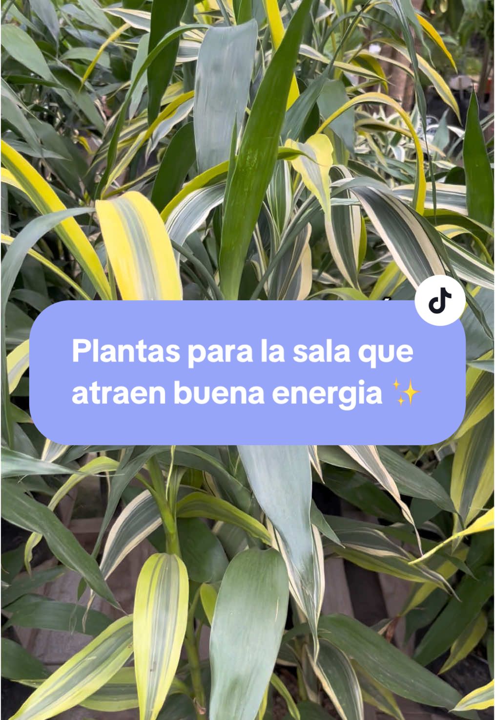 @Macetare Garden Shop Ecuador