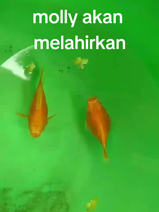 @user61038907595
