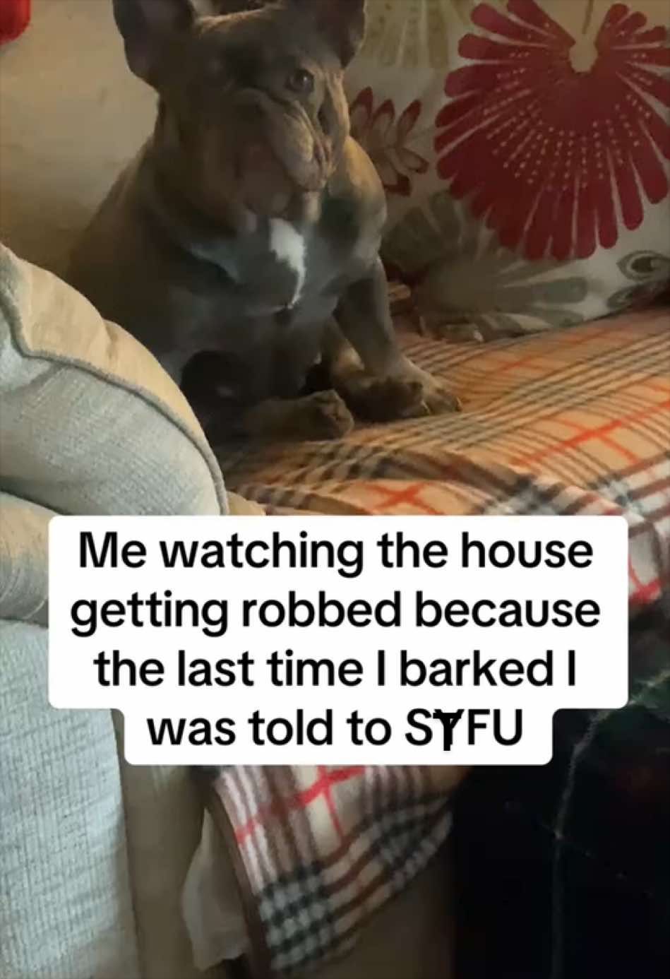 @Cheshire elite frenchies