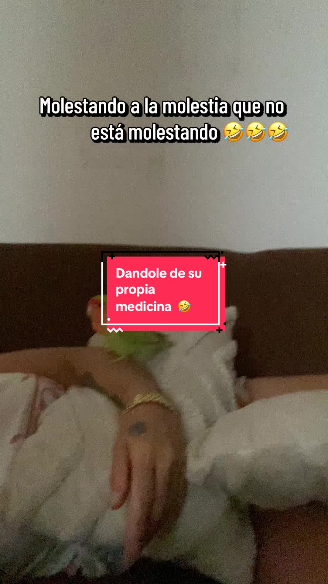 @chip y bella