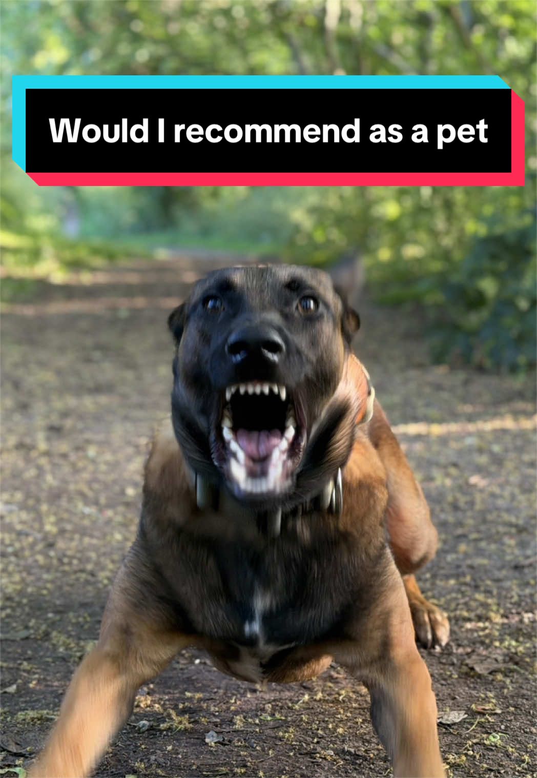 @maligator_and_mountains