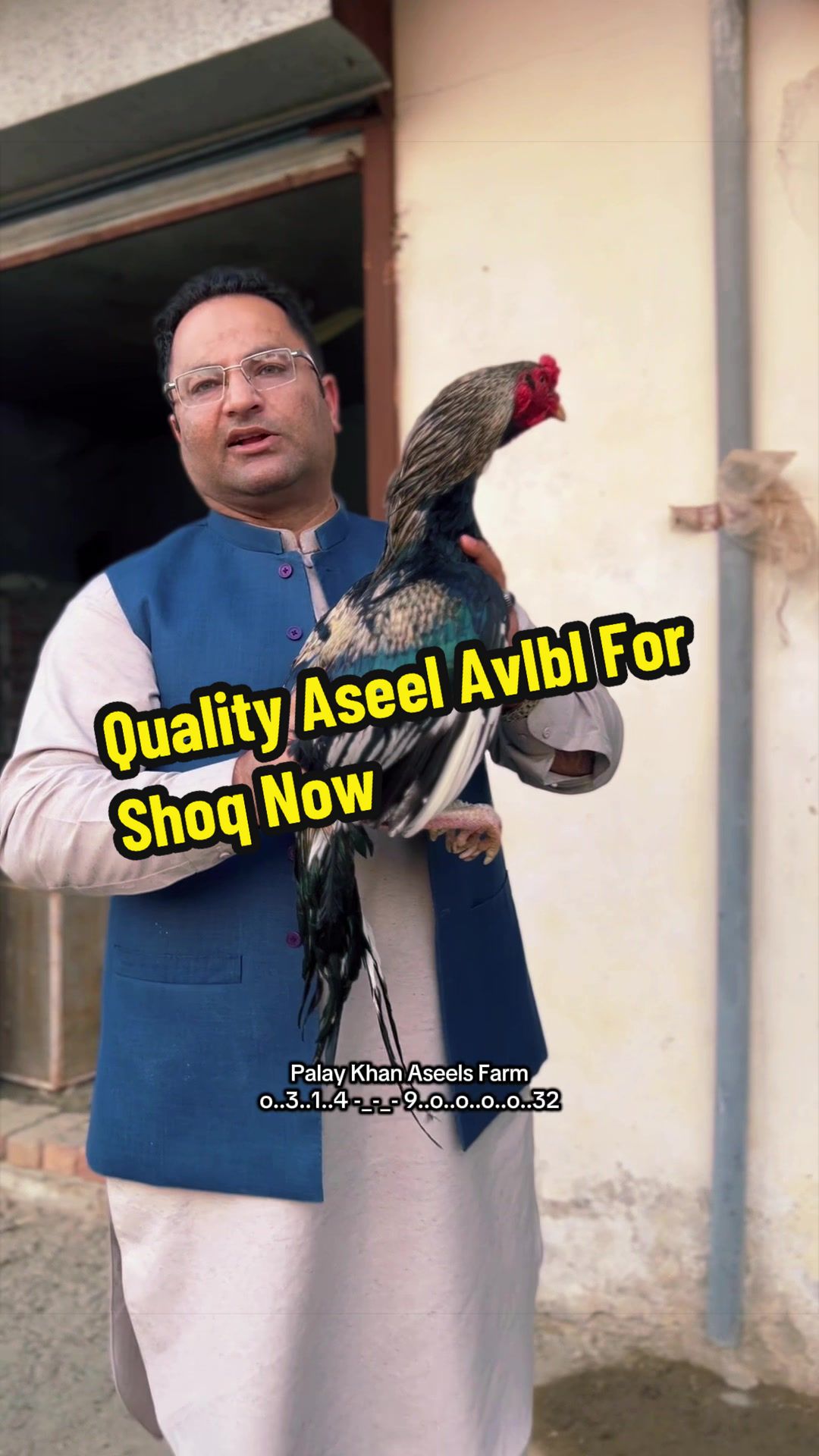 @PK Smart Aseel Birds Factory