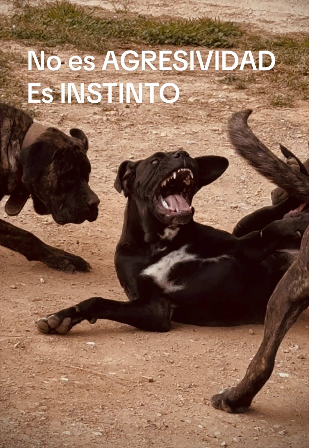 @Cane Corso Domus Targaryen