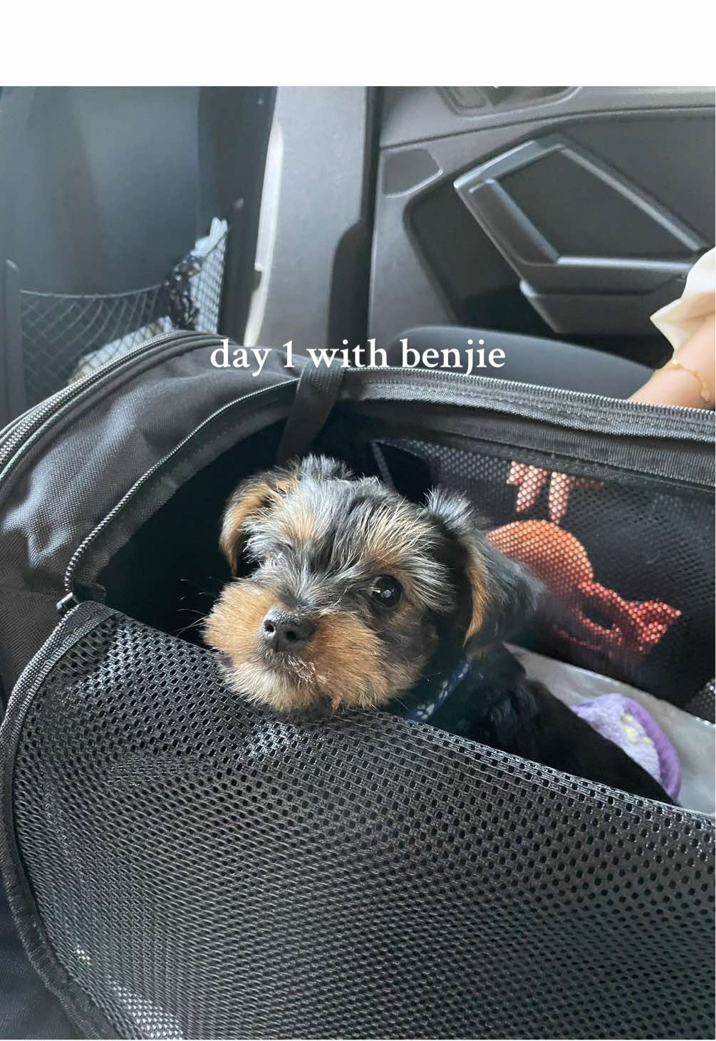 @Benjie the Yorkie