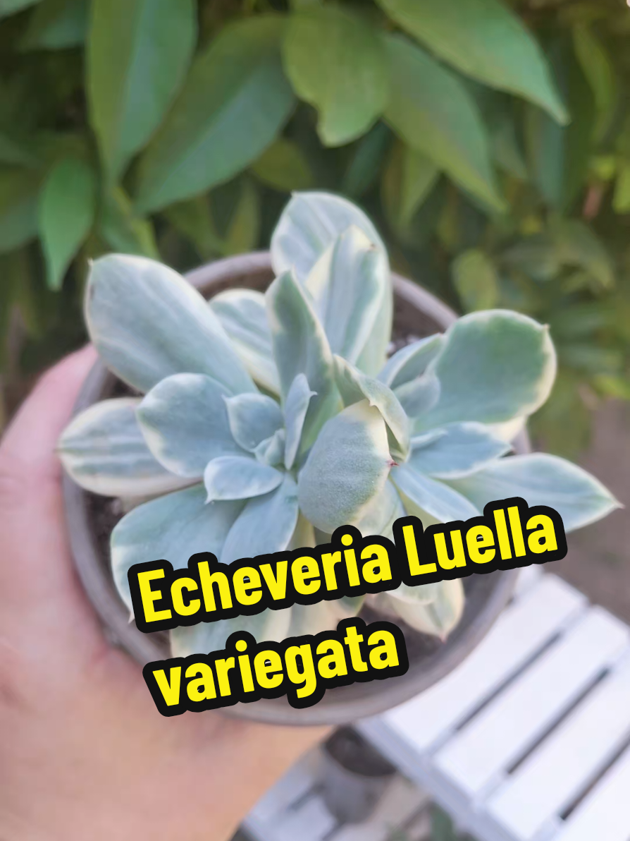 @Succulent_ninja