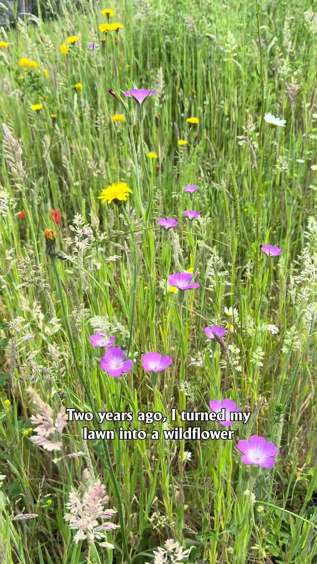 @ourlittleveggarden