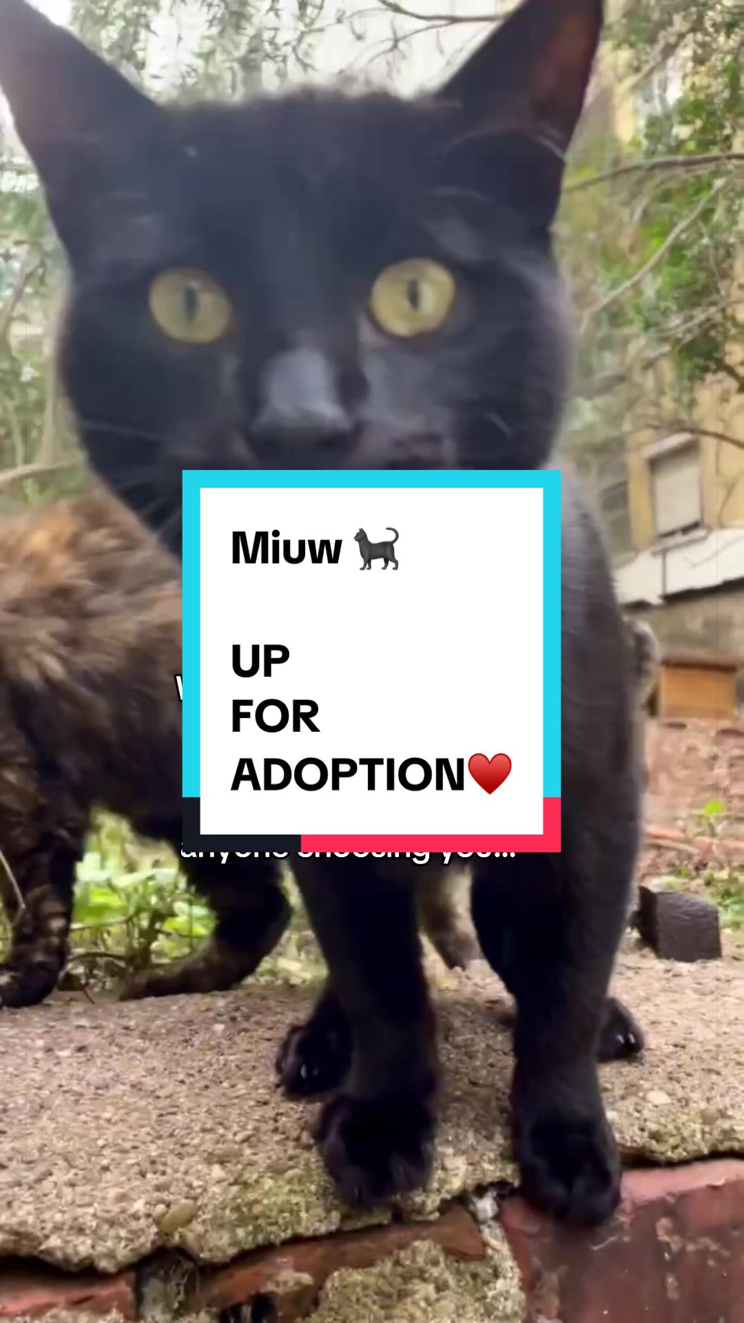 @AWF Cats