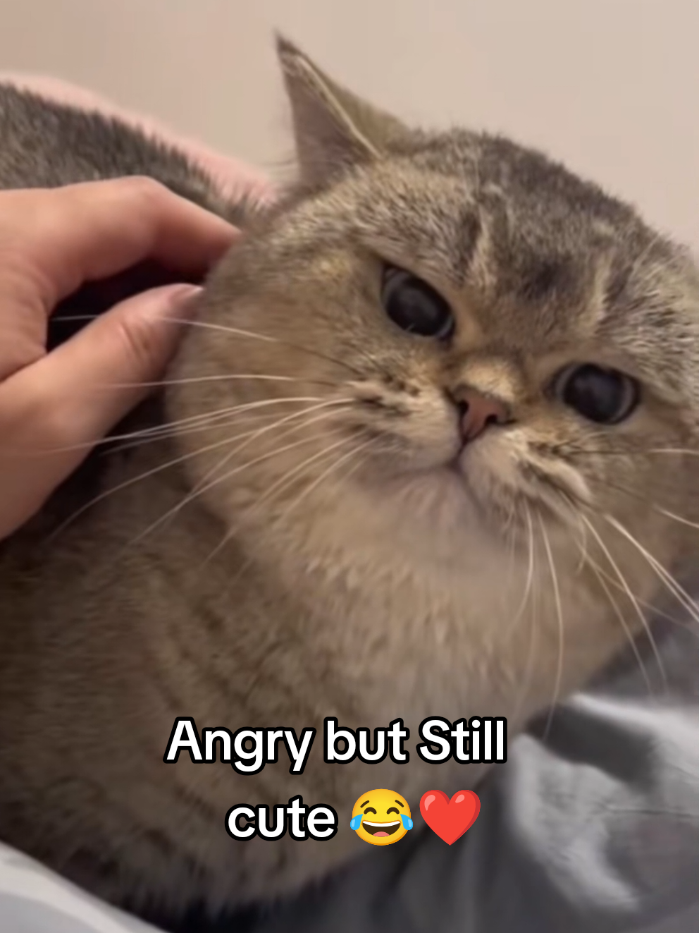 @DailyDoseOfKittyUK