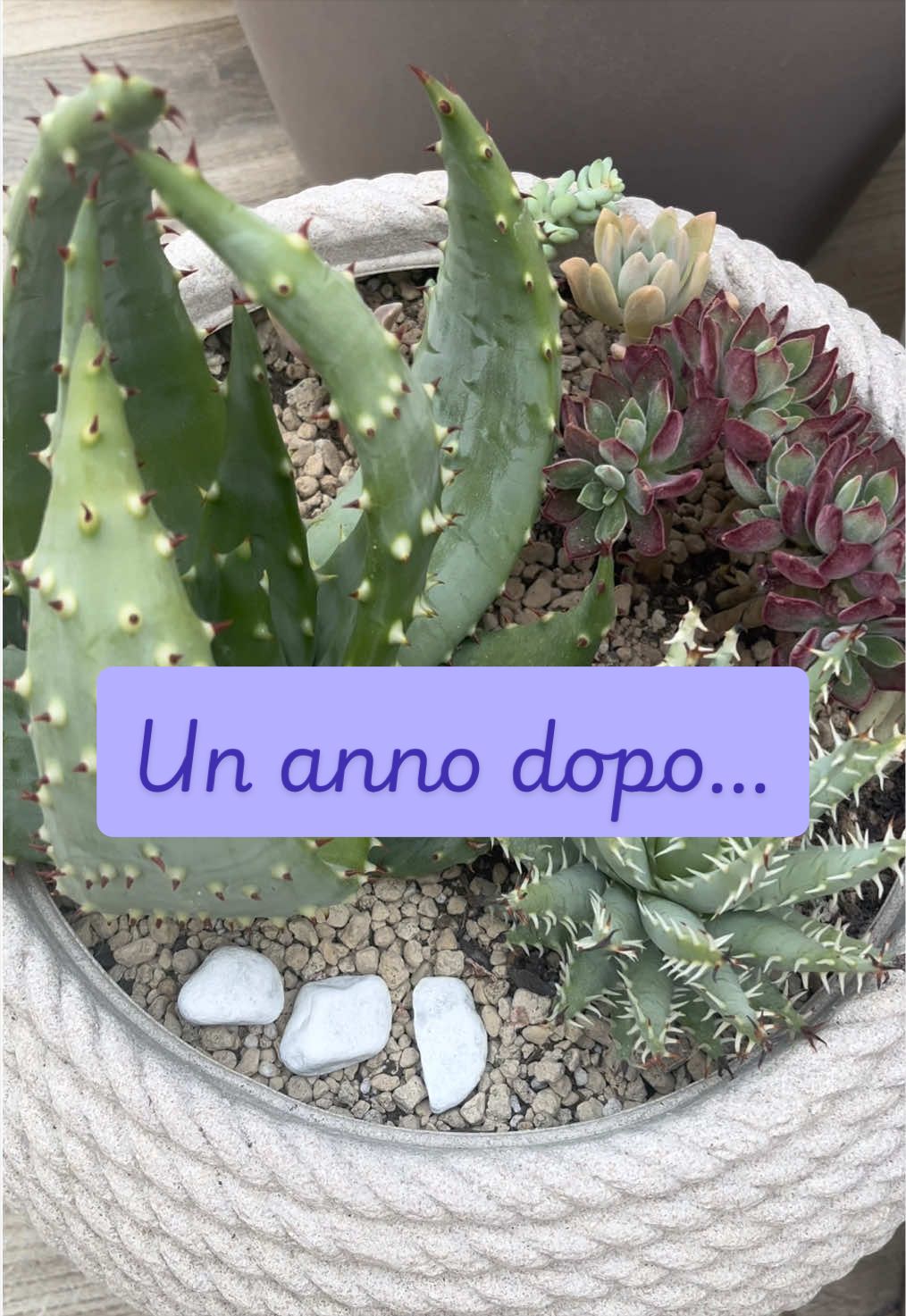 @piccole.spine.felici