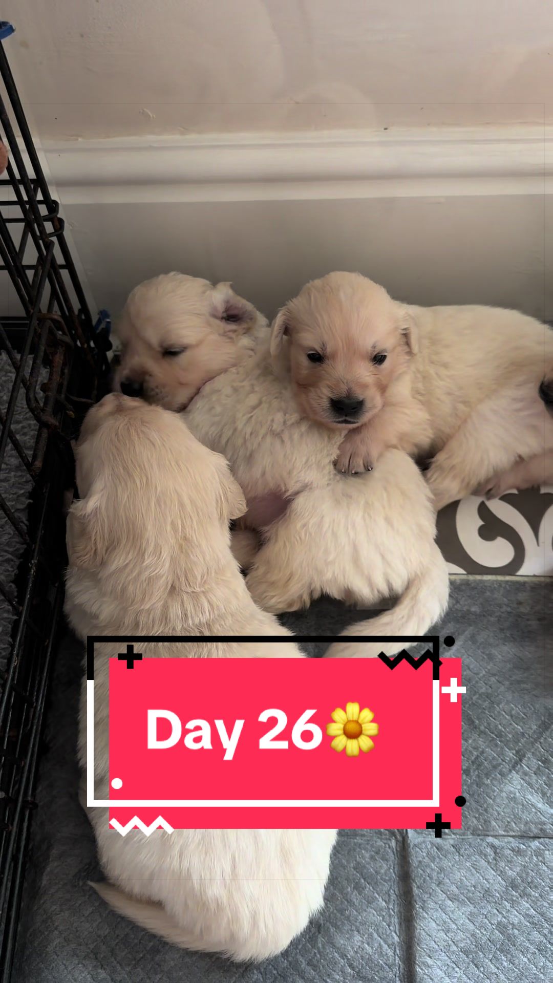 @Ateam Goldens