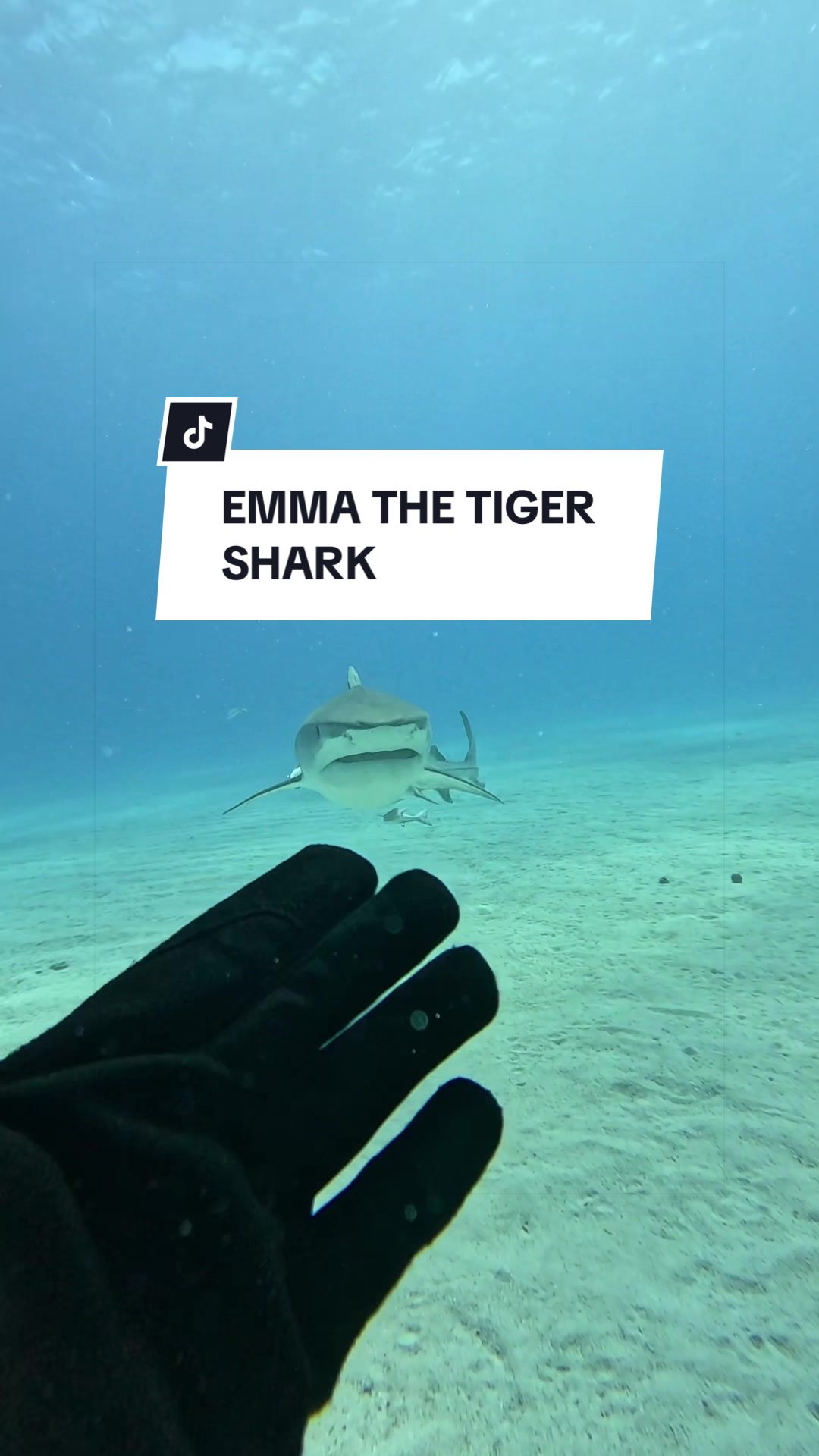 @SCUBA&ensp;DAN&ensp;🦈