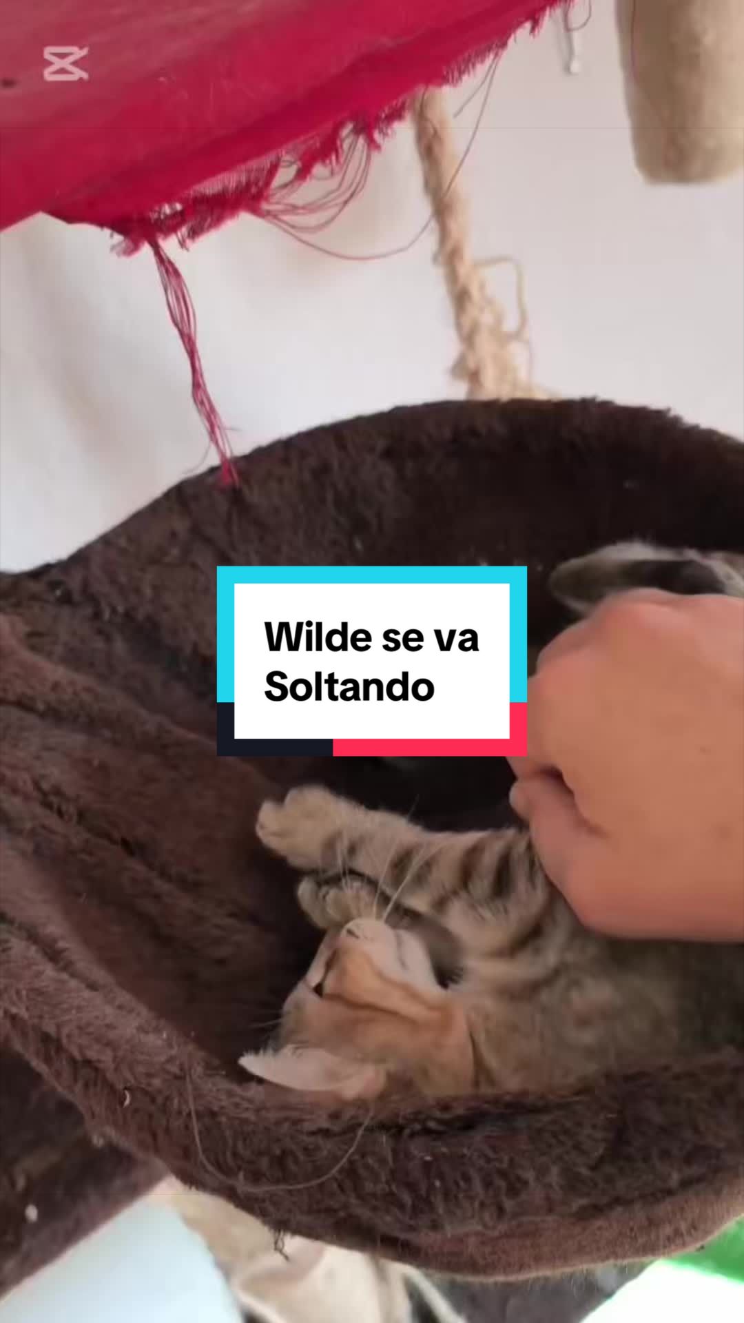 @enGatadas